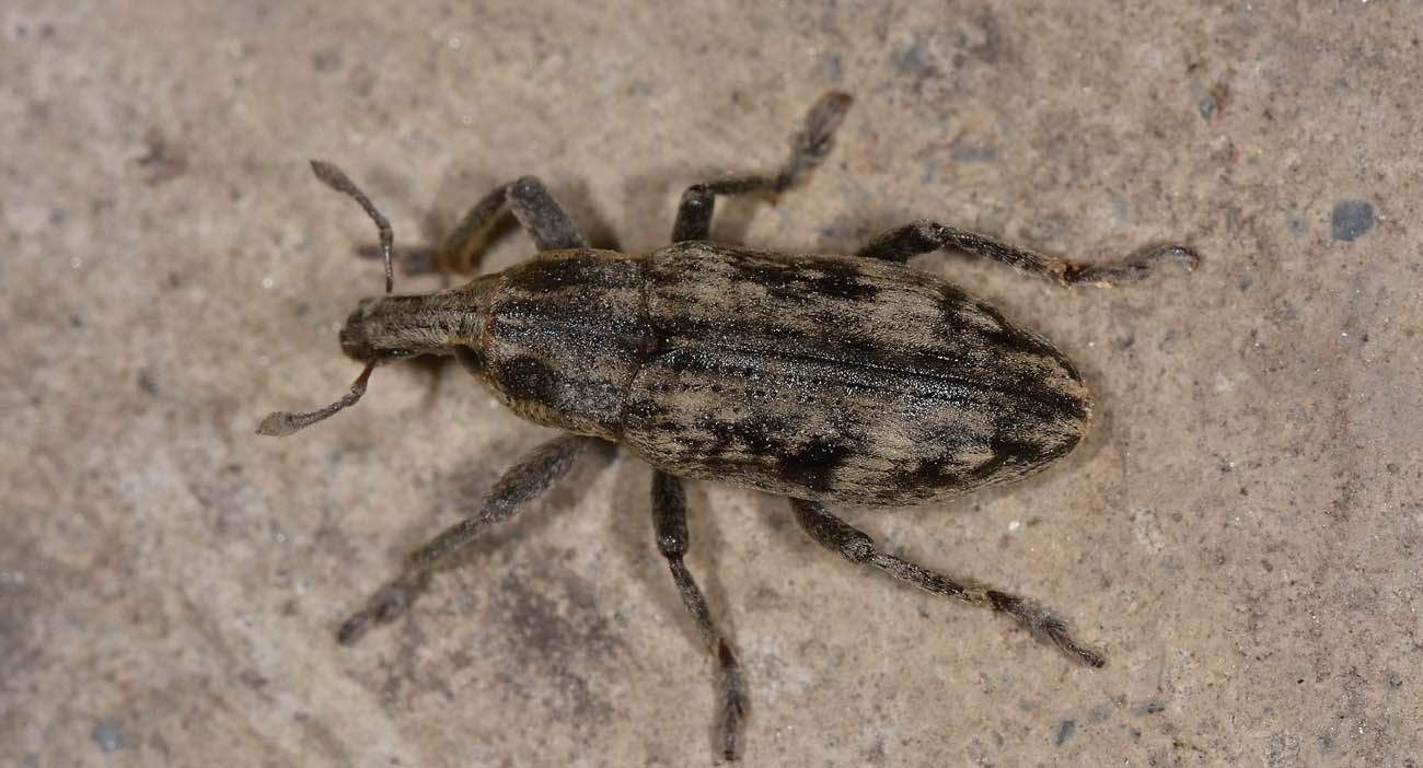 Curculionidae: Mecaspis alternans